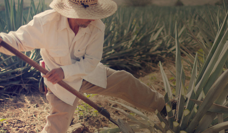 Jimador working in the Agave field in the highlands of Jalisco, Mexico. Harvesting agave for Hotel California Blanco, Reposado and Añejo premium, small-batch, craft tequila. 100 percent Blue Weber Agave. additive-free, tequila. 